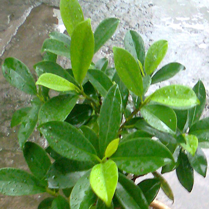 Ficus Panda - Indoor/Outdoor-Ornamental Plants