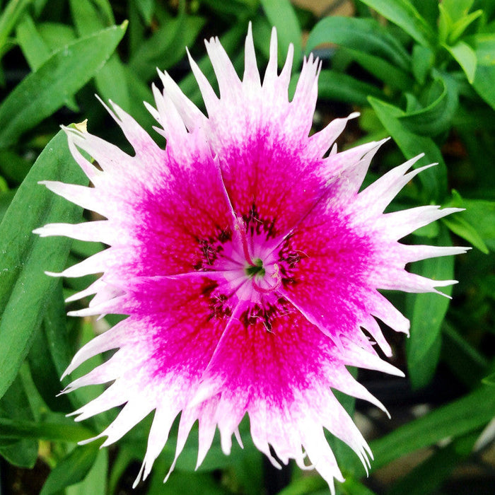 Dianthus Pink-White - SEASONALS
