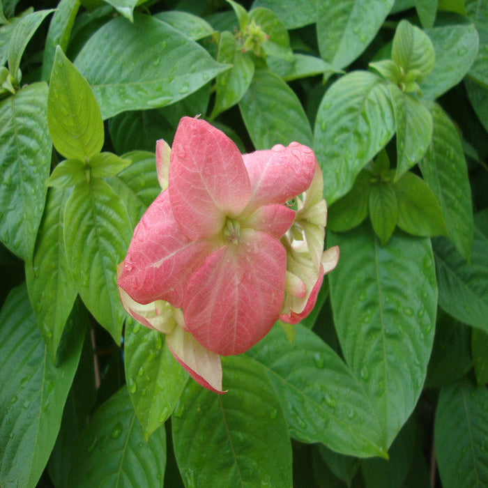 Mussaenda Pink - Flowering Shrubs