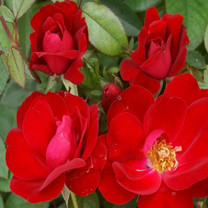 Rosa Hybrida Dwarf Red - Flowering Plants