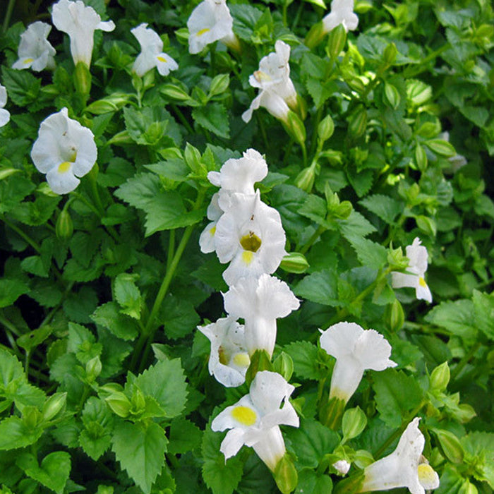 Torenia White- SEASONALS