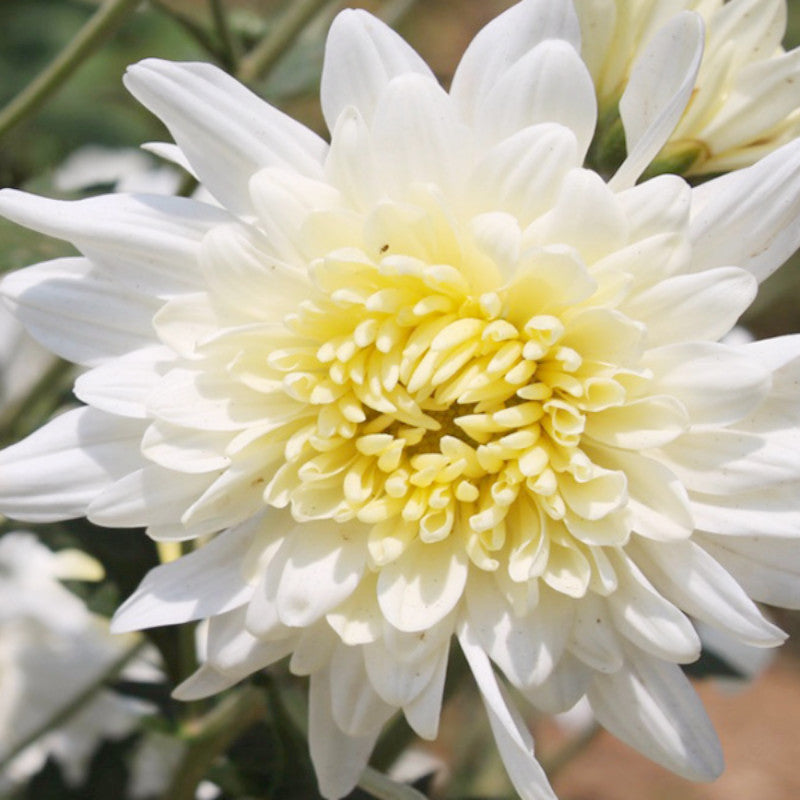 Chrysanthemum Yellow - Seasonal Plants — PlantsMarket