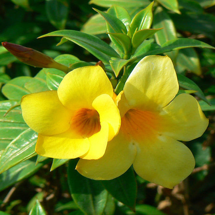 Bush Allamanda - Flowering Shrubs