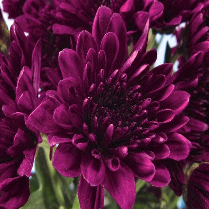 Chrysanthemum Dark Purple - SEASONALS