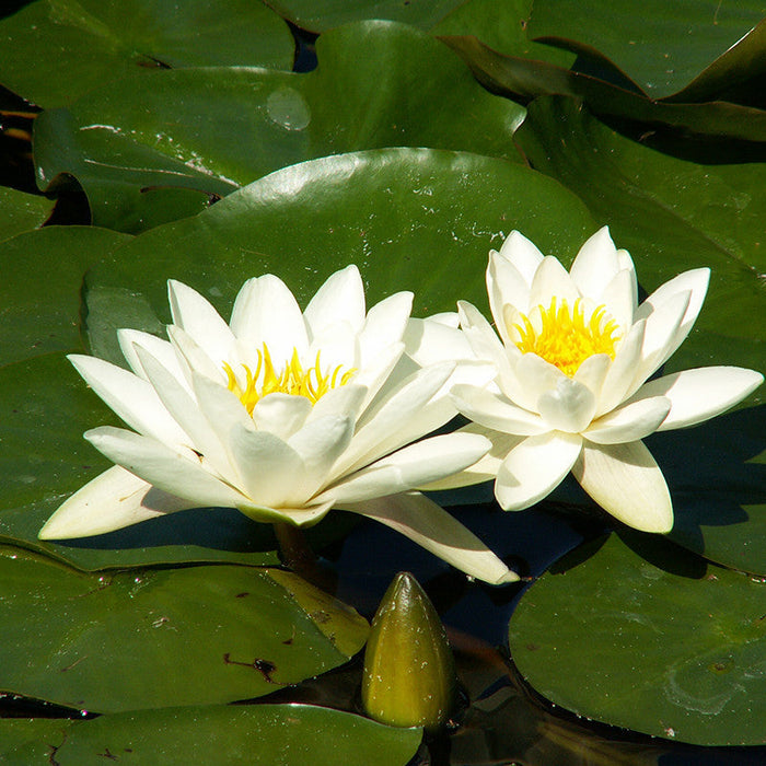 Water Lily Star White - Aquatic Plants