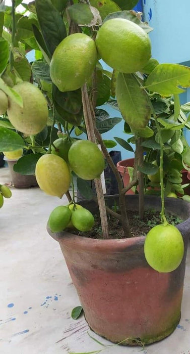 Lemon Plant Seedless