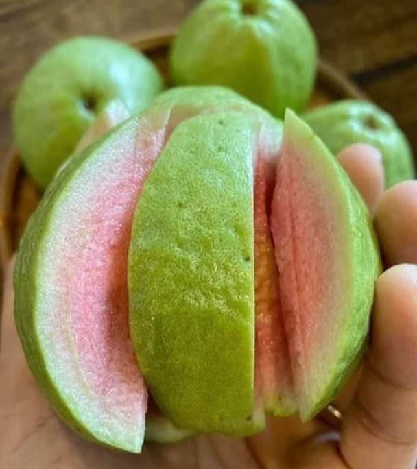 Taiwan Pink Guava Fruit Plant (grafted)