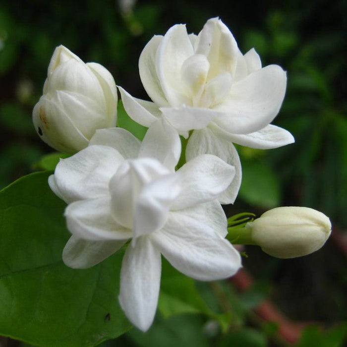 Jasmine Mini/Mogra - Flowering Shrubs