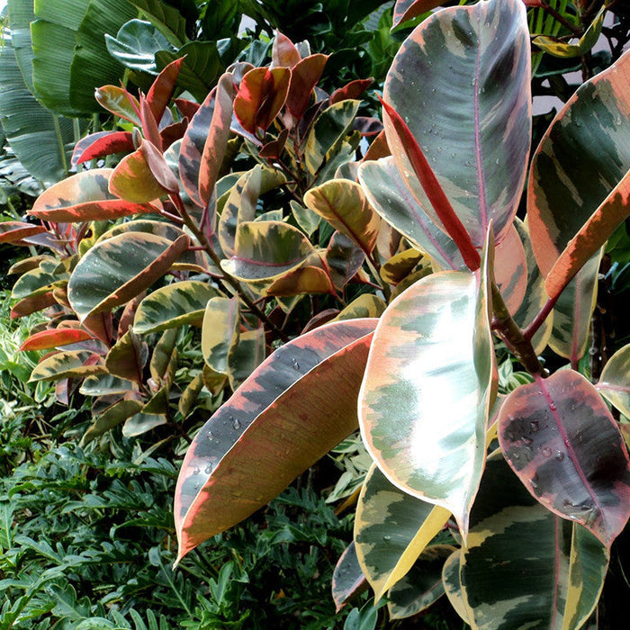 Ficus Elastica Red Variegata - Indoor/Outdoor-Ornamental Plants