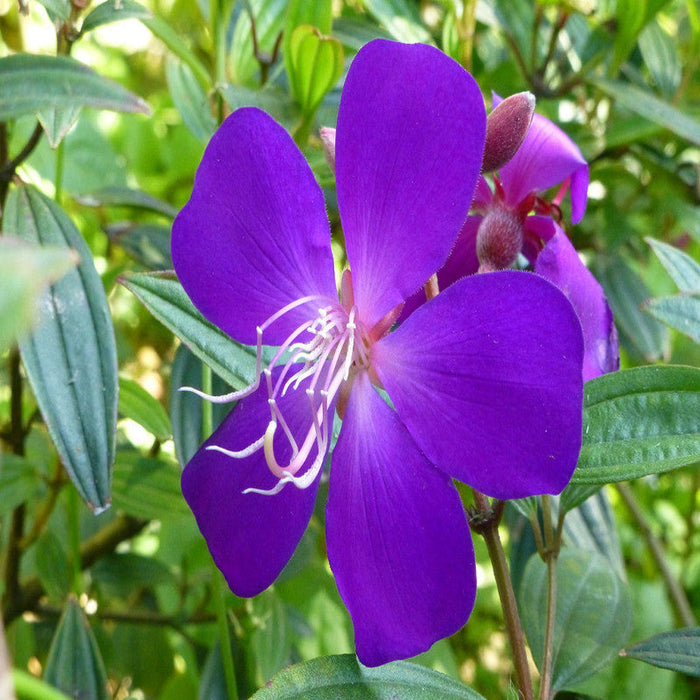 Melastoma Malabathricum - Flowering Shrubs