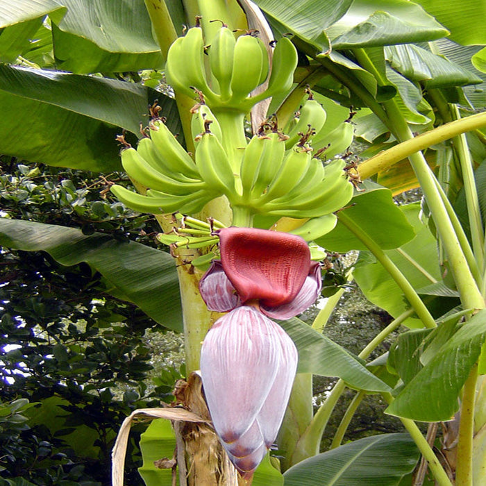 Curry Banana (Musa sapientum) - Indian Fruit Plants