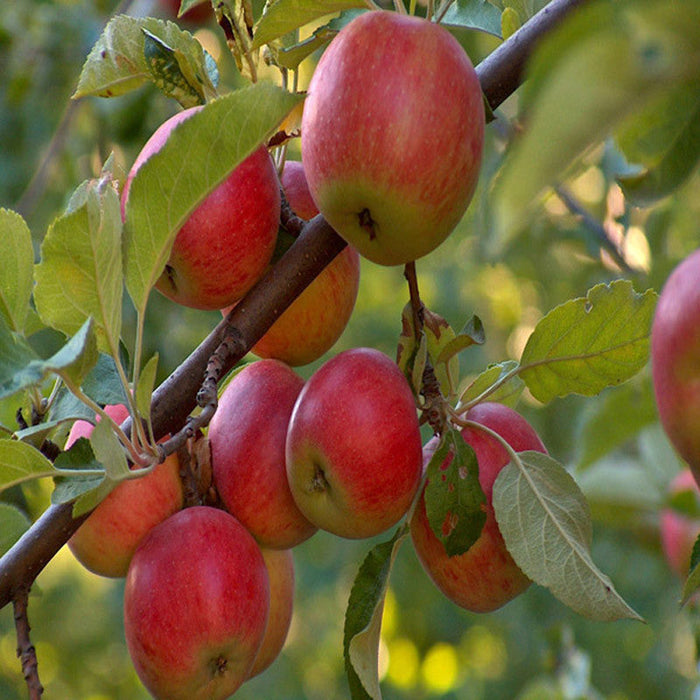 Apple Red (Grafted) - Fruit Plants & Tree