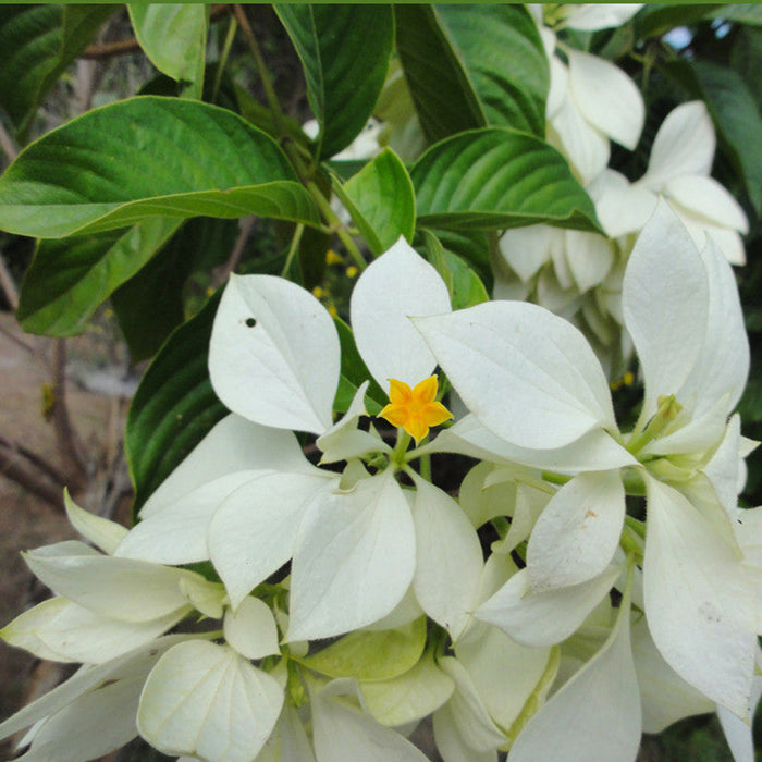 Mussaenda White - Flowering Shrubs