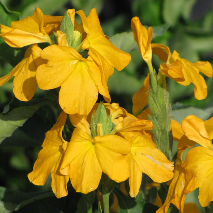 Crossandra Yellow - Flowering Plants