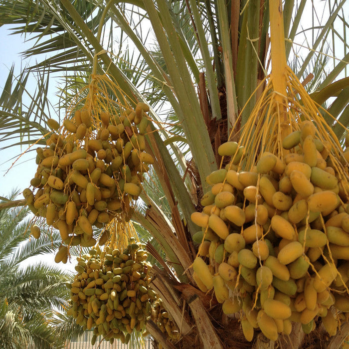 Date palm- Fruit Plants & Tree