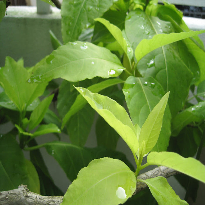 Pisonia Alba- Indoor/Outdoor-Ornamental Plants