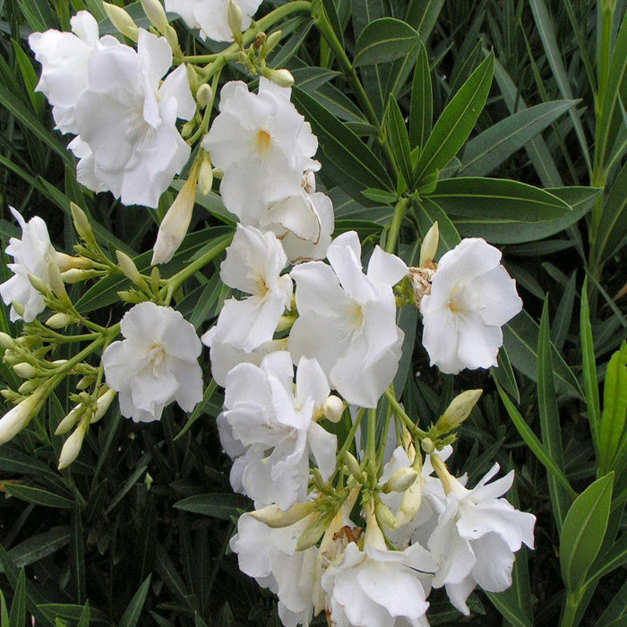 Nerium White Double - Flowering Shrubs
