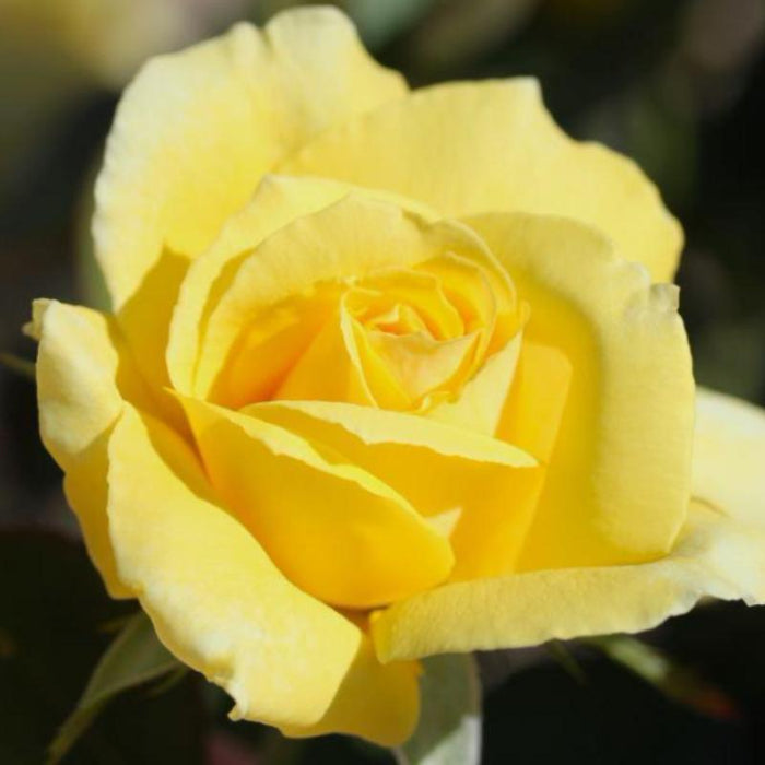 Yellow ROSE - Flowering Plants