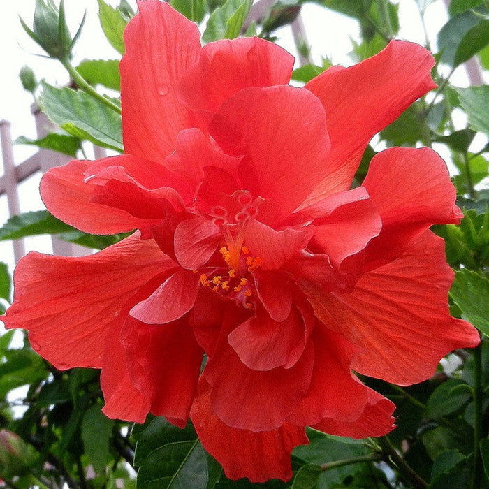 Hibiscus Red DOUBLE - Flowering Shrubs