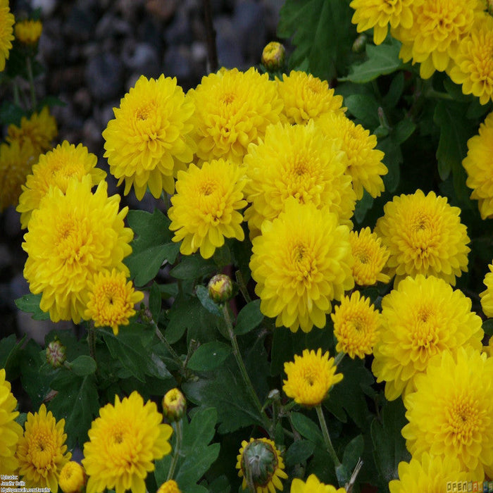 Chrysanthemum Yellow - Seasonal  Plants