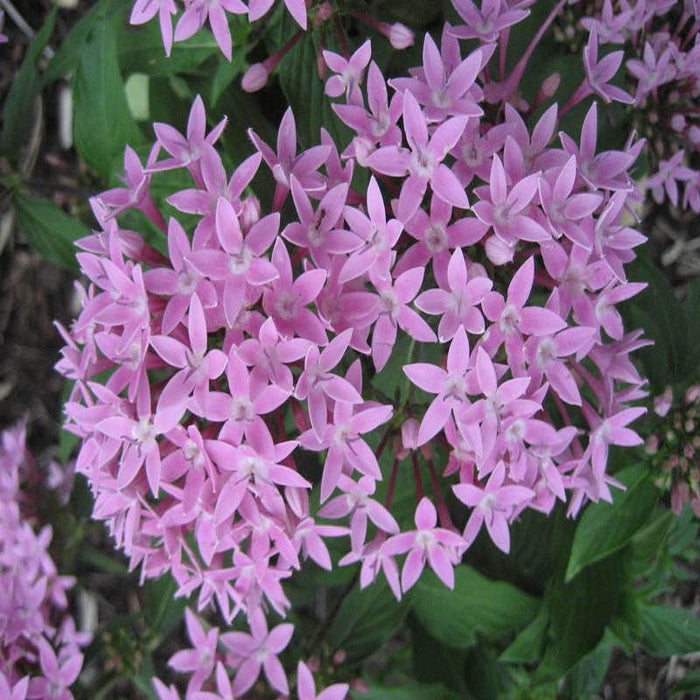 Pentas Violet - Flowering Plants