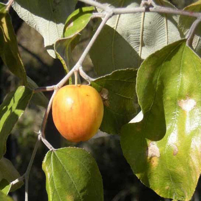 Indian Jujubee  Gola - Fruit Plants & Tree