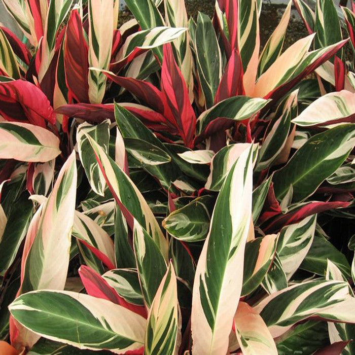 Stromanthe Triostar - Indoor Plants