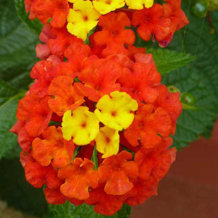 Lantana Red- Flowering Shrubs