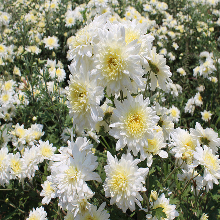 Chrysanthemum White - SEASONALS