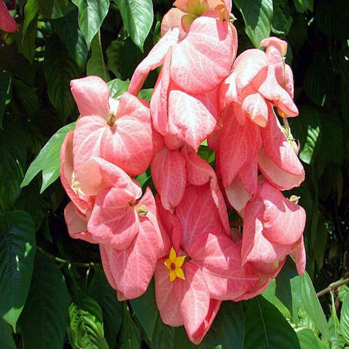 Mussaenda Pink - Flowering Shrubs