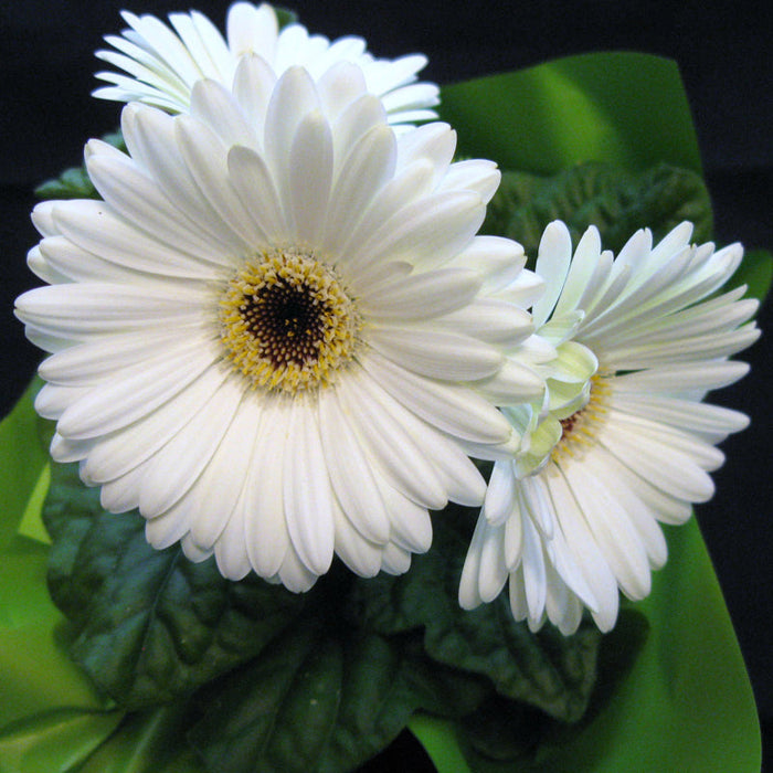 Gerbera Plant White -  Top Bed Room
