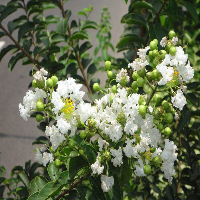 Lagerstroemia White / Crepe Myrtle White - Avenue Trees