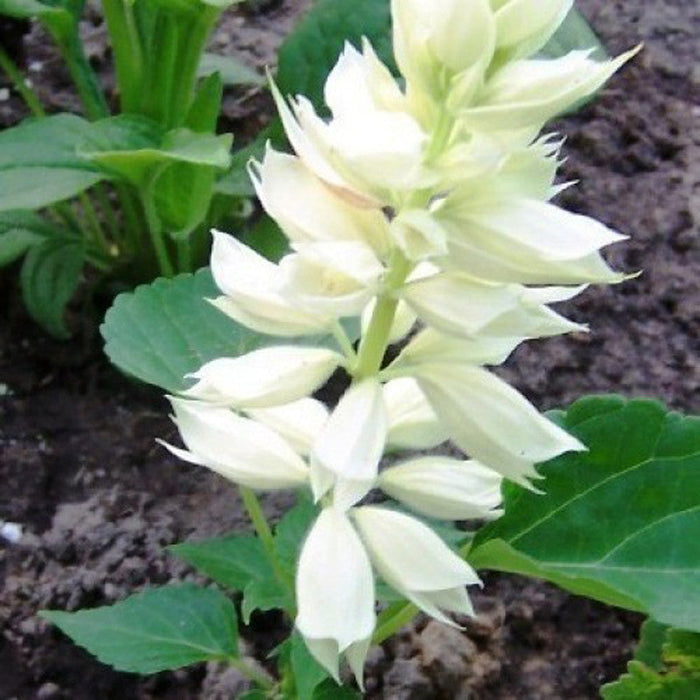 Salvia White - SEASONALS