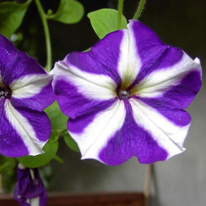 Petunia Purple and White - SEASONALS