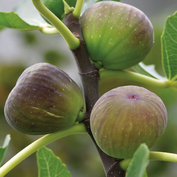 Fig Puna/Anjeer- Fruit Plants & Tree