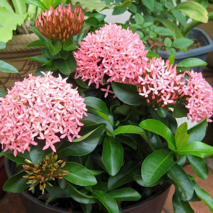 Ixora Mini Dwarf Pink - Flowering Plants
