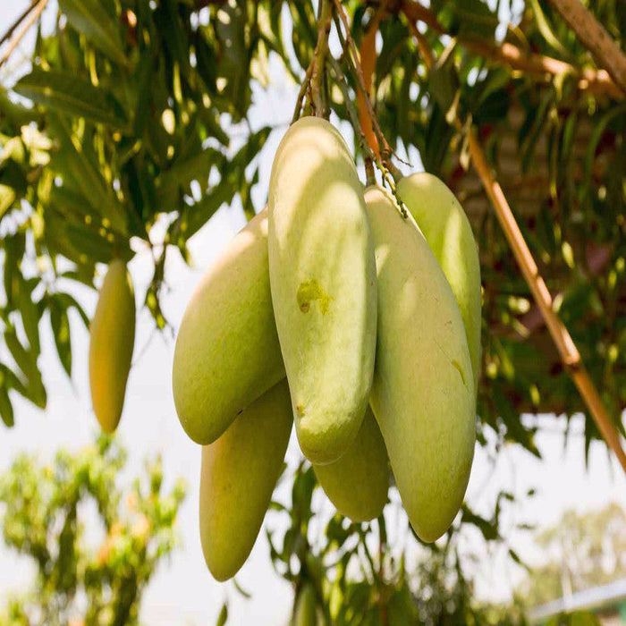 Totapuri  Mango(Grafted) - Fruit Plants & Tree