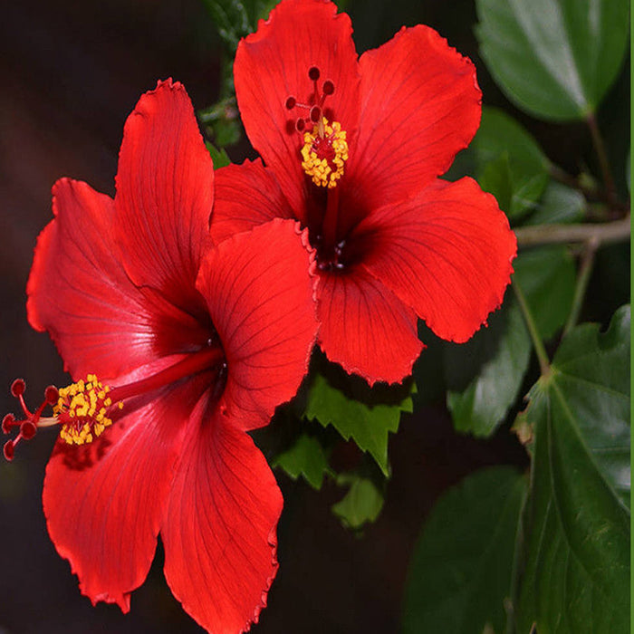Hibiscus Red Desi - Flowering Plants