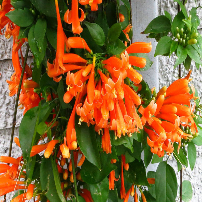 Flaming Trumpet - Creepers & Climbers
