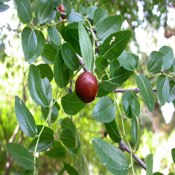 Indian Jujubee/Indian Ber - Fruit Plants & Tree