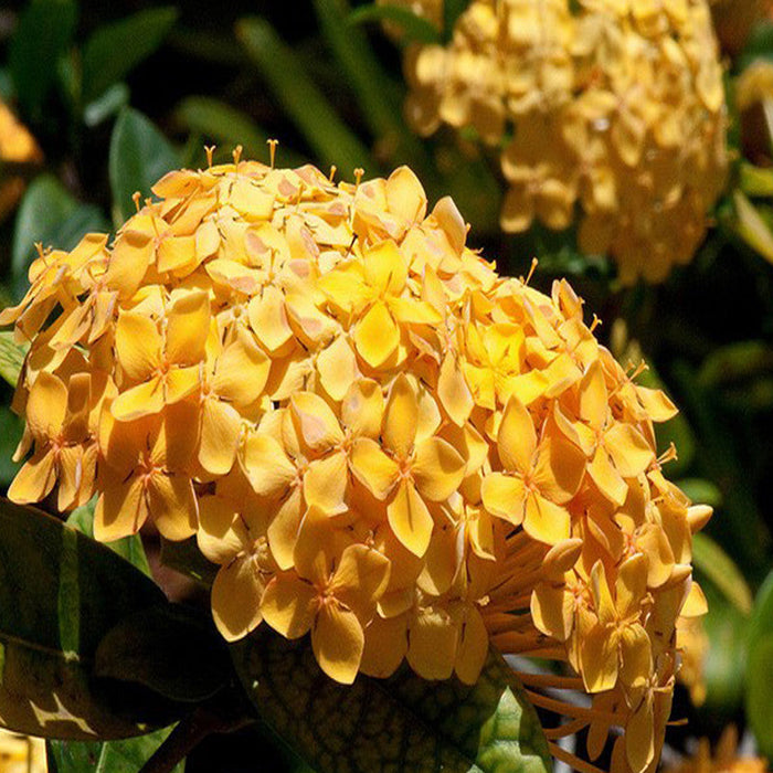 Ixora Semi Dwarf Yellow - Flowering Shrubs