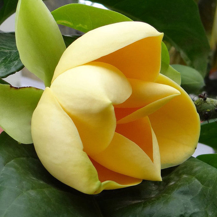 Magnolia Mutabilus  - Flowering Shrubs