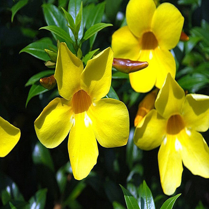 Bush Allamanda - Flowering Shrubs