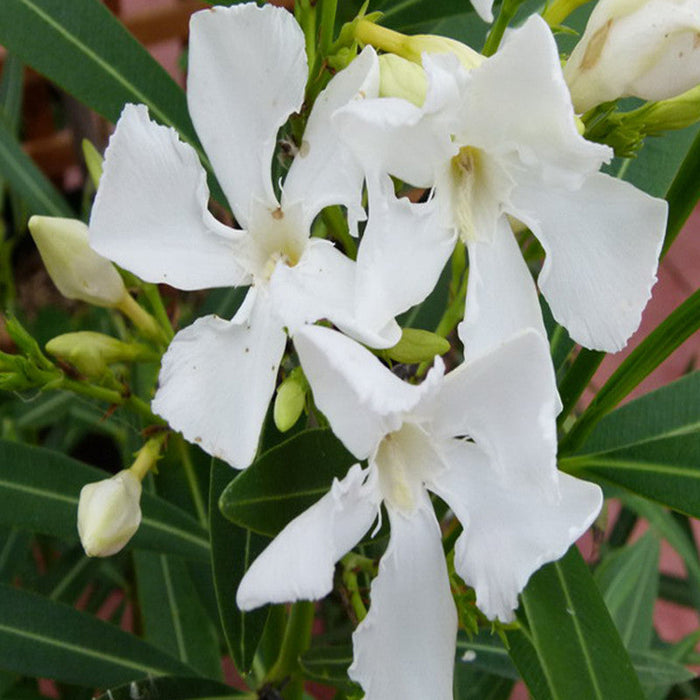 Nerium mini White Single - Flowering Shrubs