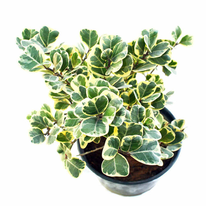 Ficus Triangularis variegata -Indoor/Outdoor-Ornamental Plants