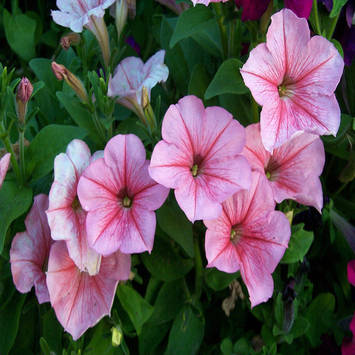 Petunia Light Pink - SEASONALS