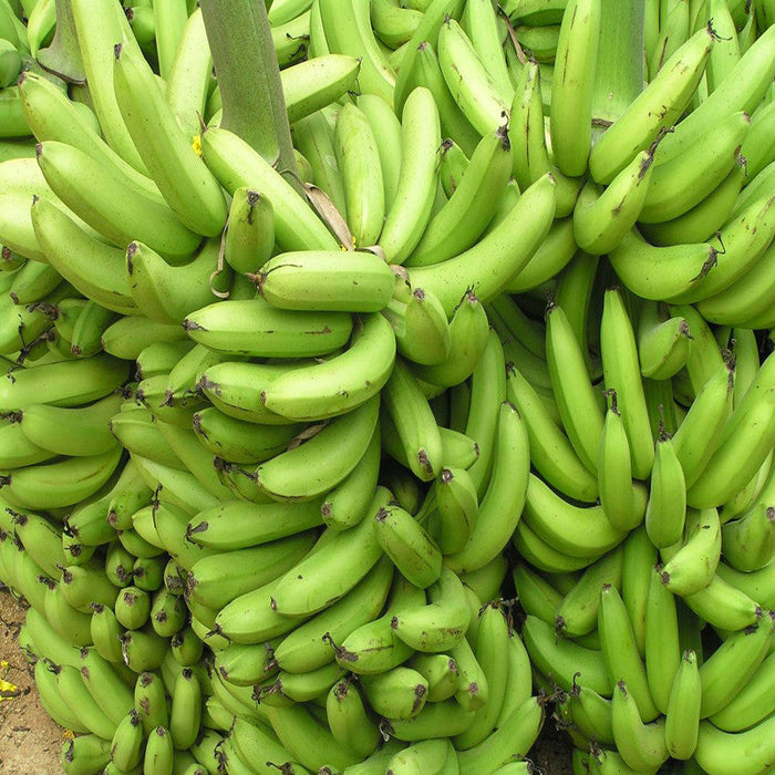 Banana TC Green - Fruit Plants & Tree