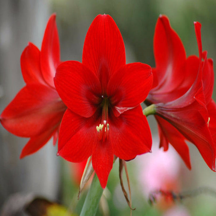 Amaryllis Lily Red - Flowering Plants