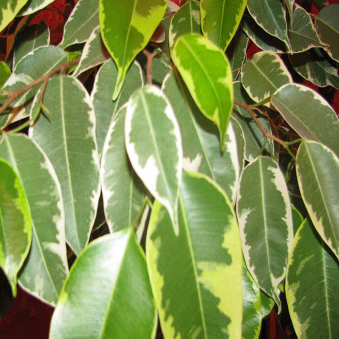 Ficus Bushy King- Ornamental Shrubs