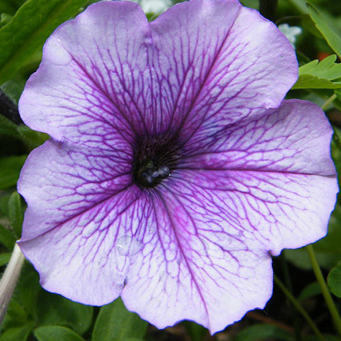 Petunia Light purple - SEASONALS